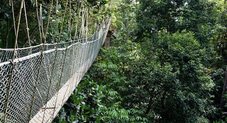 Taman Negara canopy walk